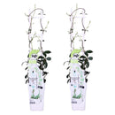 Lot de 2 Jasmins Blancs Star of Venice – Plante d'Extérieur