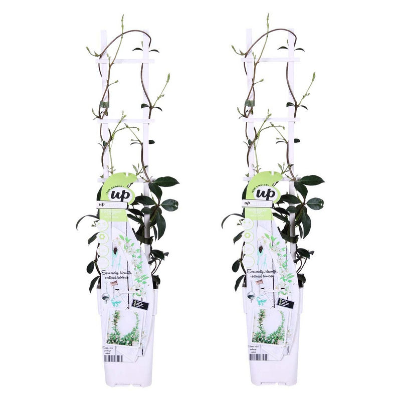 Lot de 2 Jasmins Blancs Star of Venice – Plante d'Extérieur