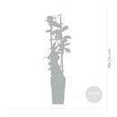 Lot de 2 Jasmins Blancs Star of Venice – Plante d'Extérieur