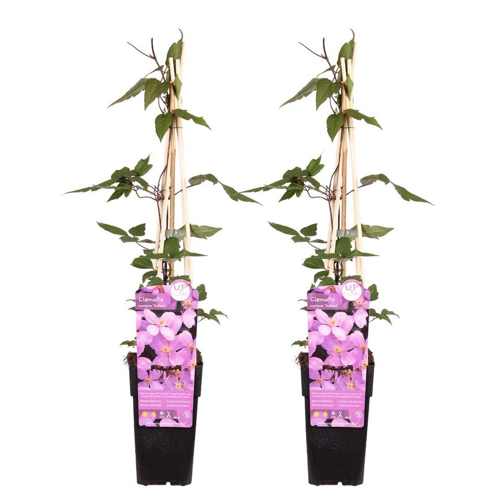 Lot De 2 Clématites Rubens – Plante D'Extérieur