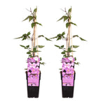Lot De 2 Clématites Rubens – Plante D'Extérieur