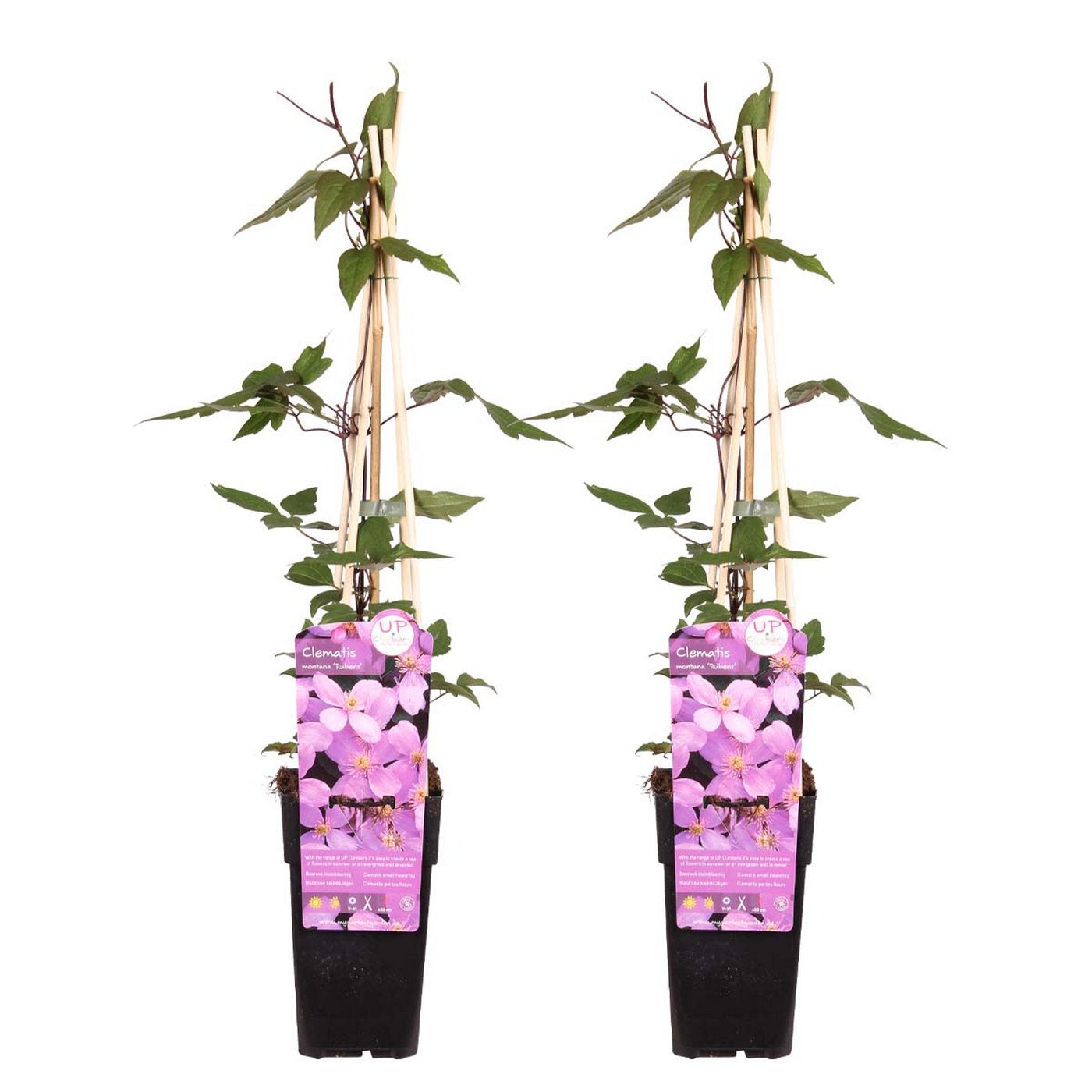Lot De 2 Clématites Rubens – Plante D'Extérieur