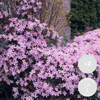 Lot De 2 Clématites Rubens – Plante D'Extérieur