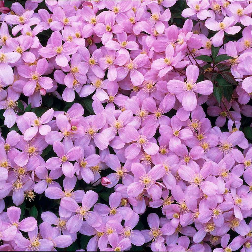 Lot De 2 Clématites Rubens – Plante D'Extérieur