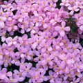 Lot De 2 Clématites Rubens – Plante D'Extérieur