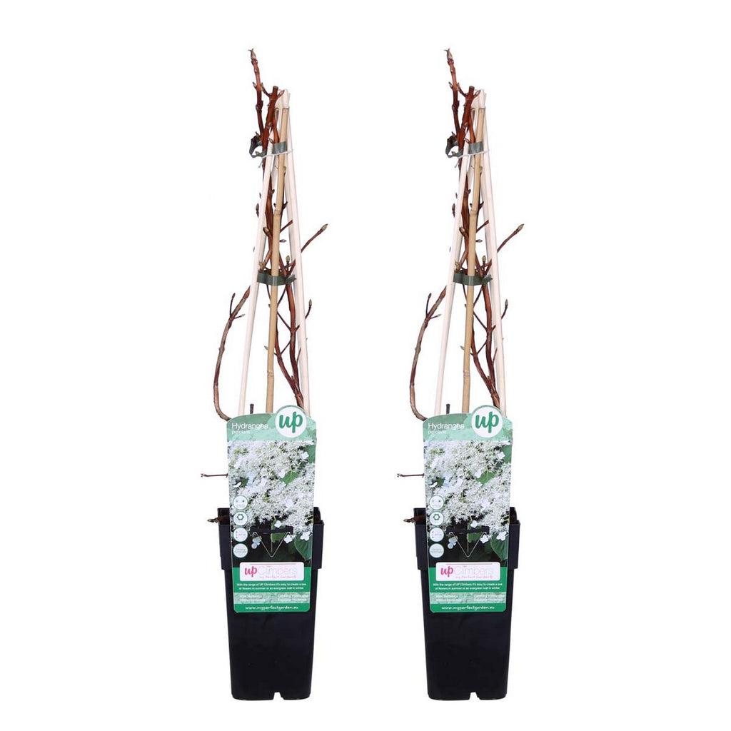 Lot De 2 Hortensias Petiolaris – Plante D'Extérieur