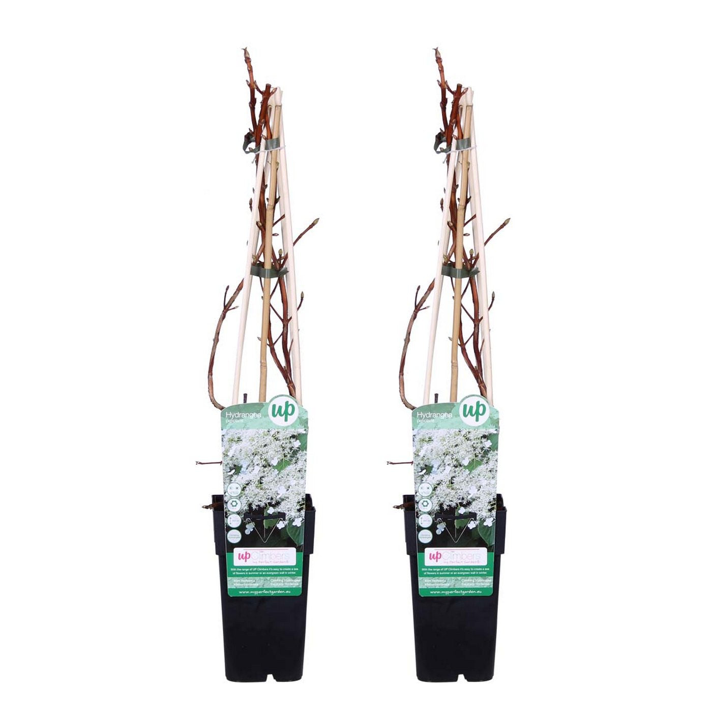 Lot De 2 Hortensias Petiolaris – Plante D'Extérieur