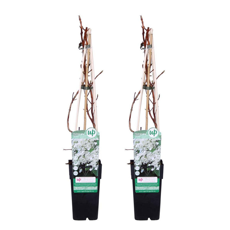 Lot de 2 Hortensias Petiolaris – Plante d'Extérieur