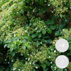 Lot De 2 Hortensias Petiolaris – Plante D'Extérieur
