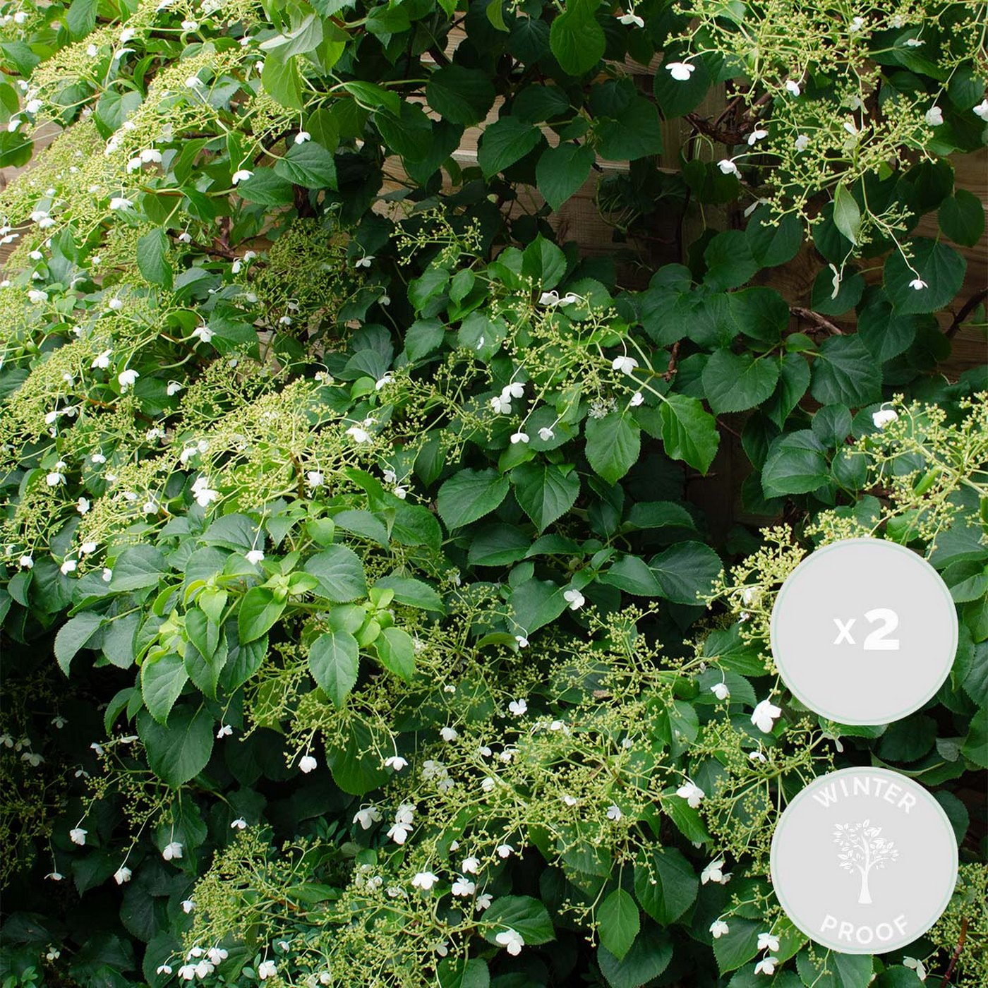Lot De 2 Hortensias Petiolaris – Plante D'Extérieur