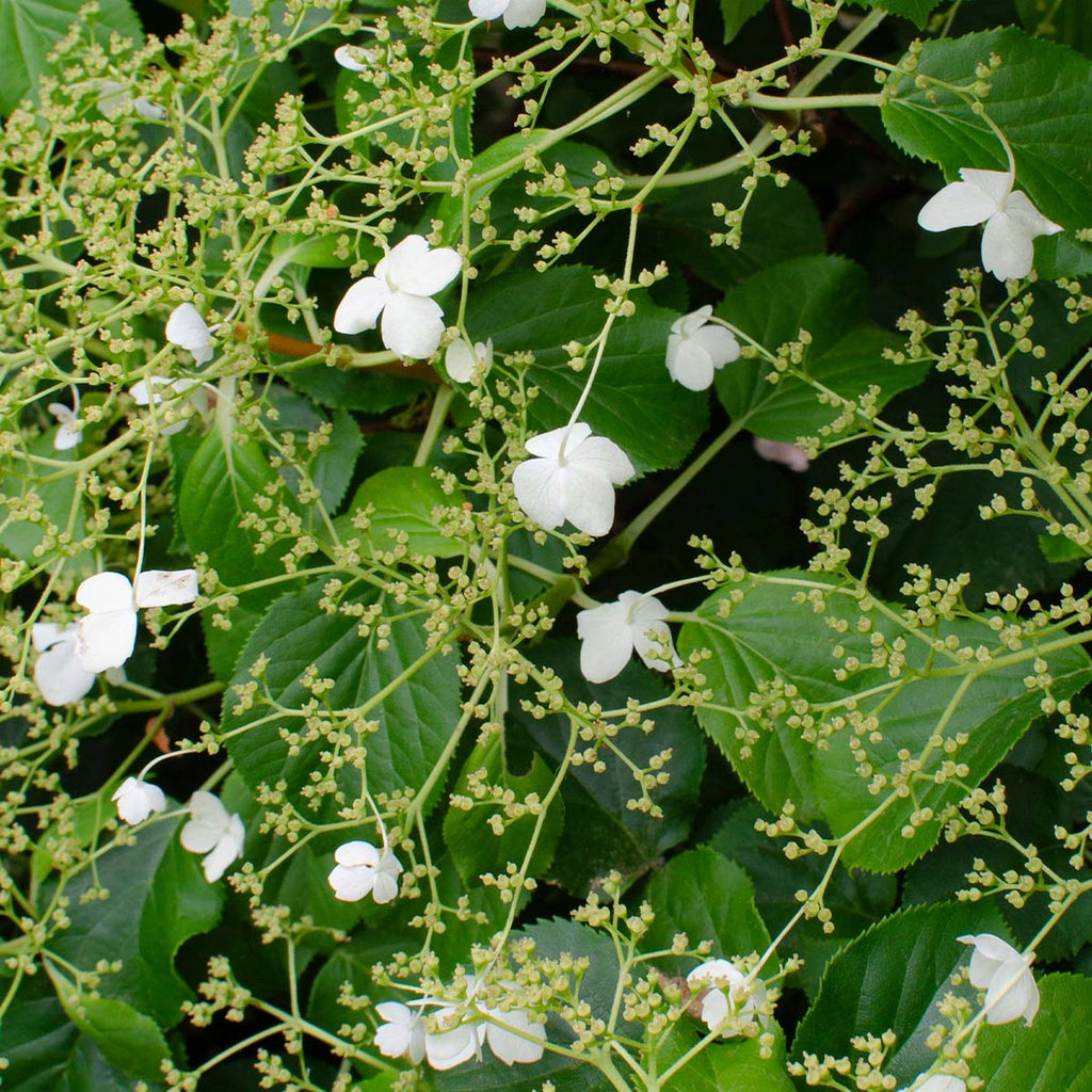 Lot De 2 Hortensias Petiolaris – Plante D'Extérieur