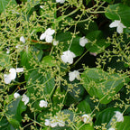Lot De 2 Hortensias Petiolaris – Plante D'Extérieur