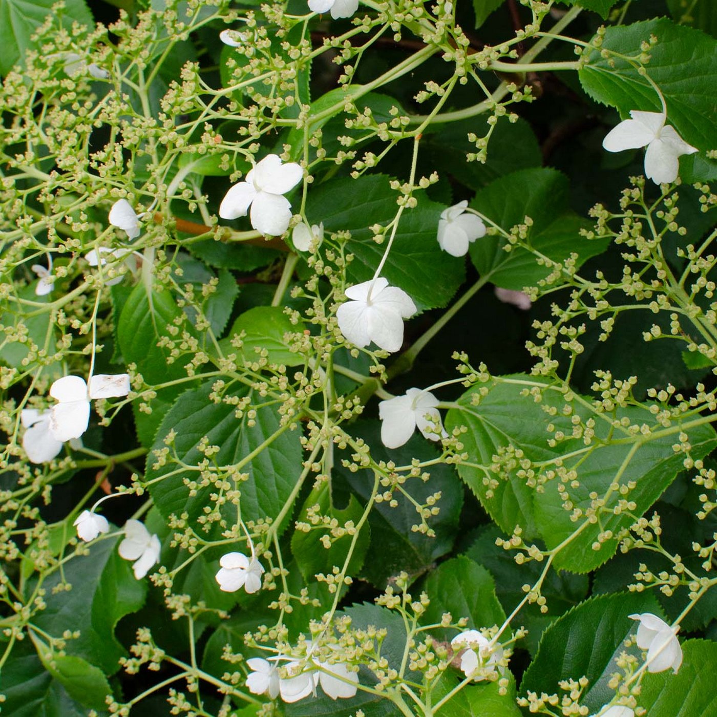 Lot De 2 Hortensias Petiolaris – Plante D'Extérieur