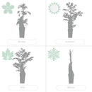 Lot de 2 Hortensias Petiolaris – Plante d'Extérieur