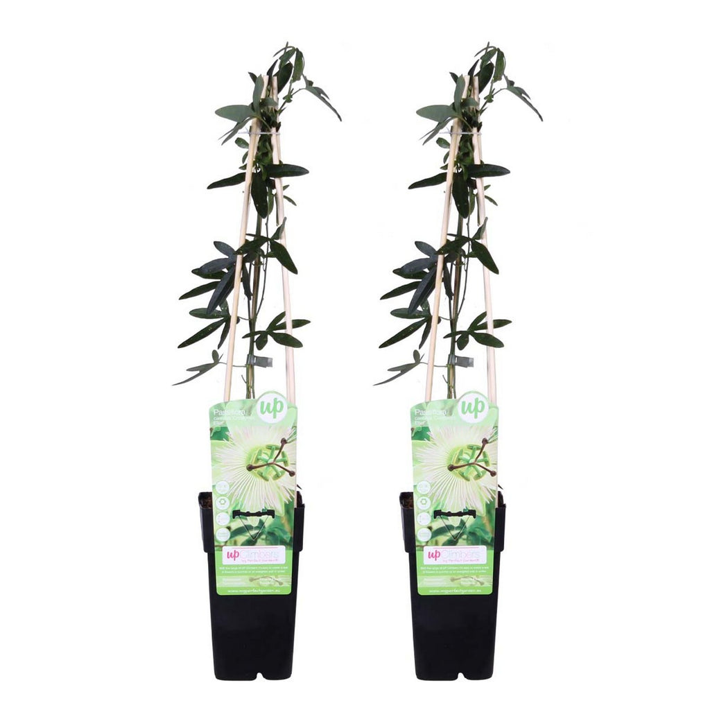 Lote de 2 pasifloras Constance Elli