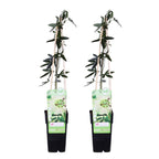 Lote de 2 pasifloras Constance Elli