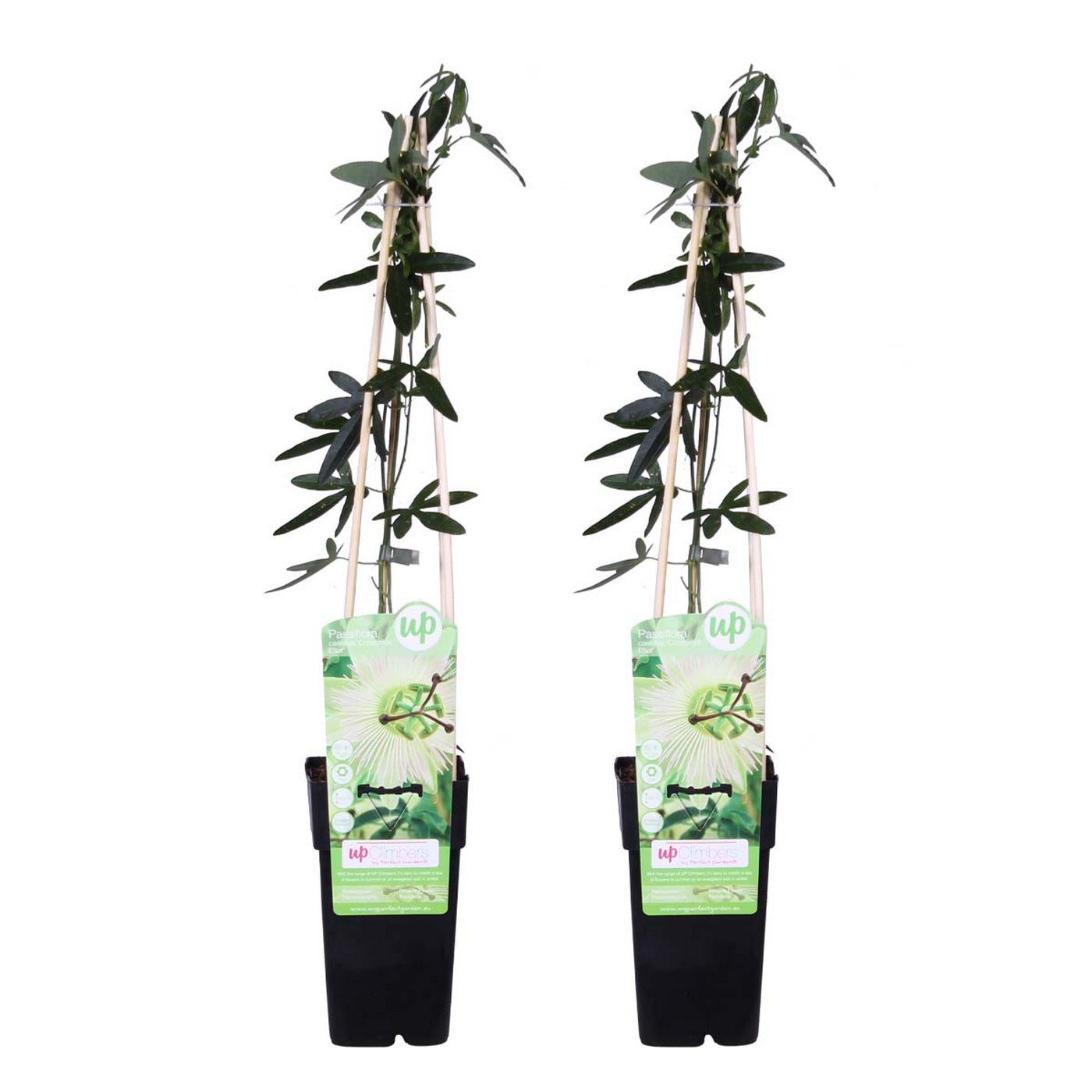 Lote de 2 pasifloras Constance Elli
