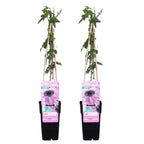 Lote de 2 pasifloras Purple Haze – Planta de exterior