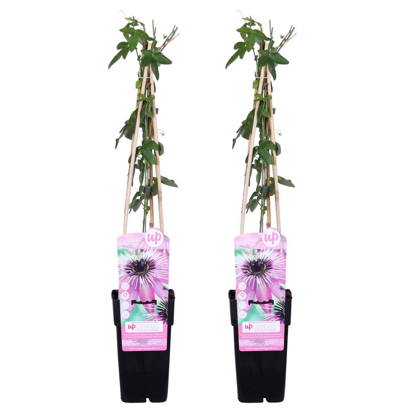 Lote de 2 pasifloras Purple Haze – Planta de exterior