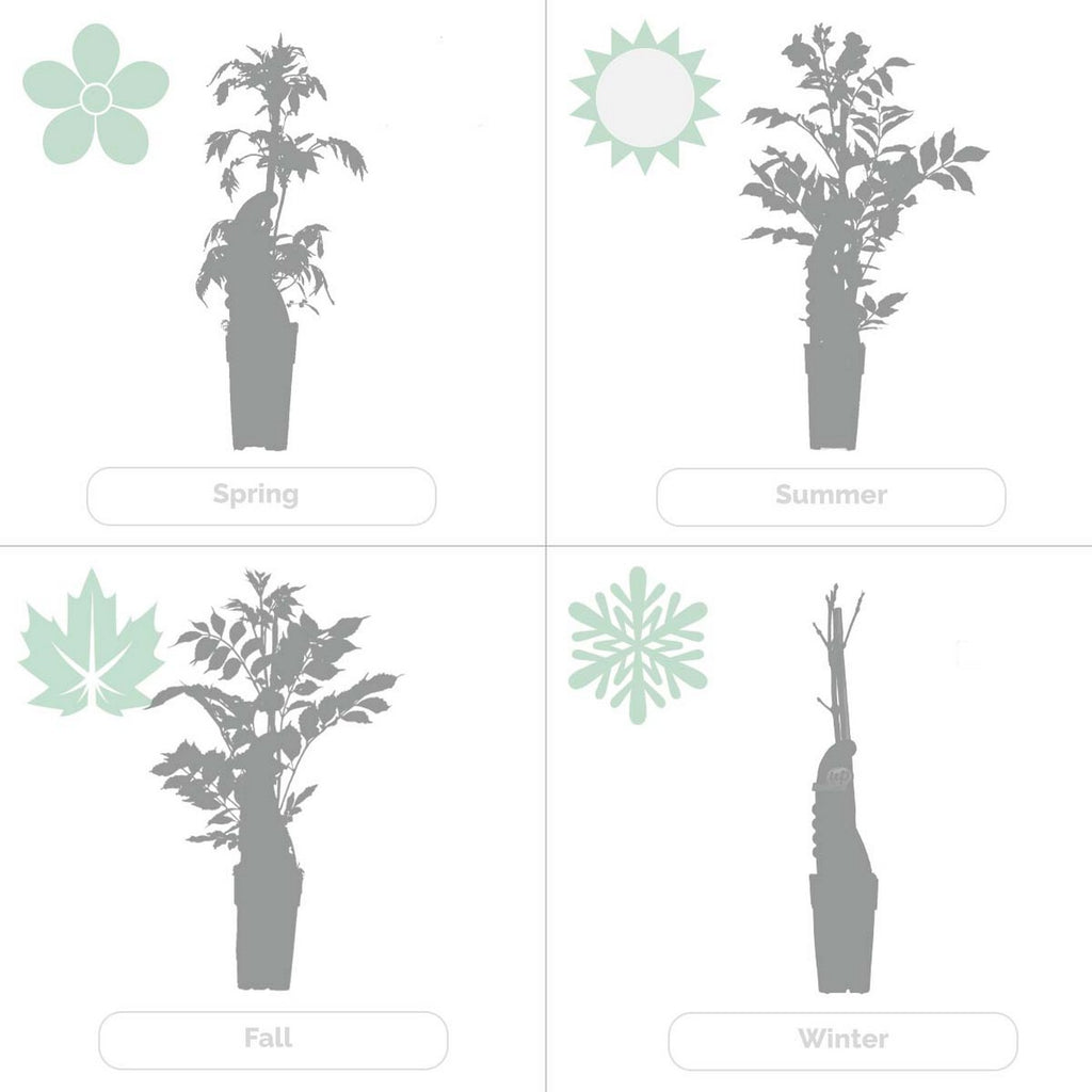 Lote de 2 pasifloras Purple Haze – Planta de exterior