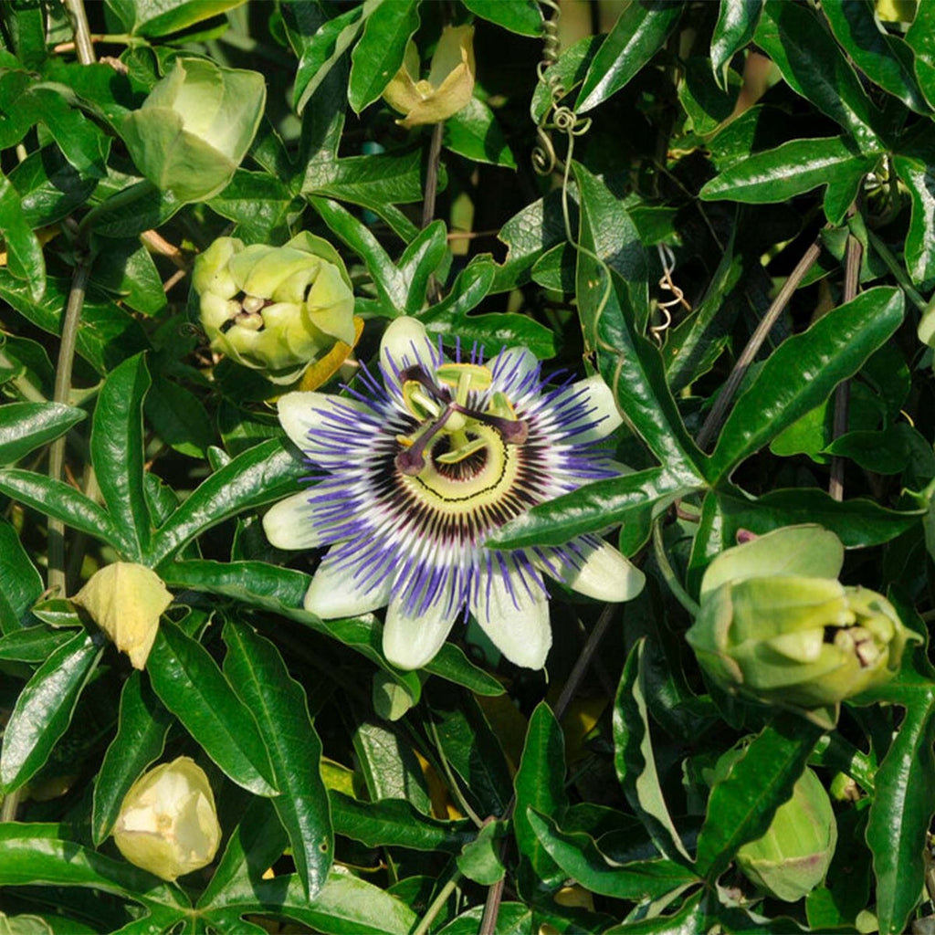 Lote de 2 pasifloras caeruleas