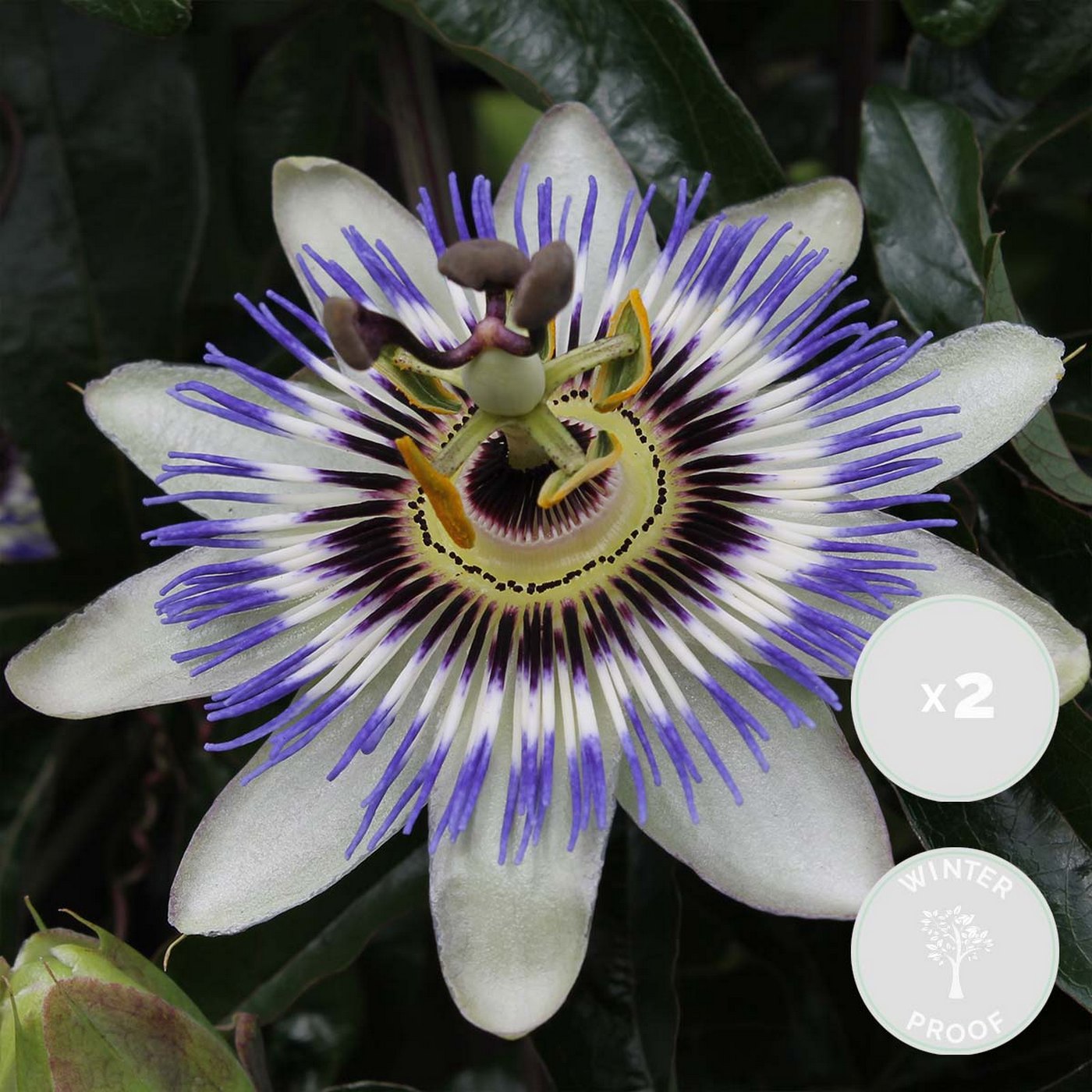 Lote de 2 pasifloras caeruleas
