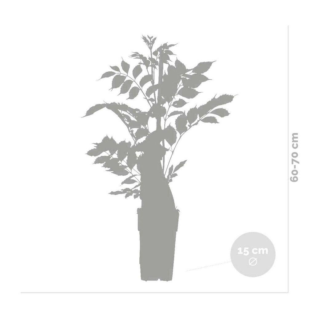 Lot De 2 Glycines Bleues – Plante D'Extérieur