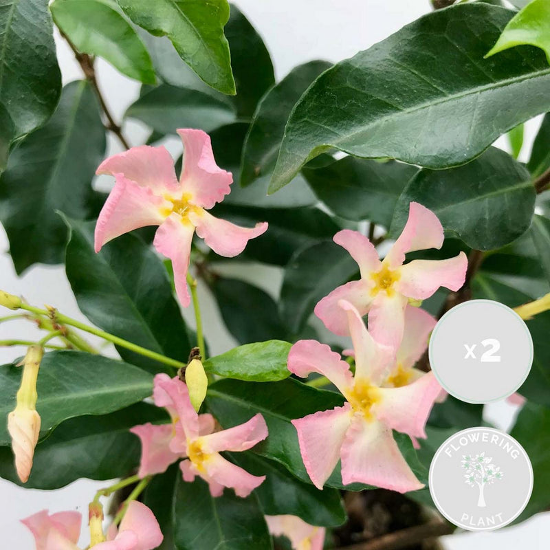 Set Of 2 Pink Jasmines
