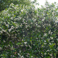 Lot De 2 Jasmins Blancs Star Of Venice – Plante D'Extérieur