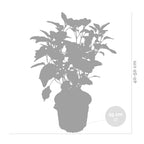 Lote de 2 hortensias Strong Annabel – Planta de exterior