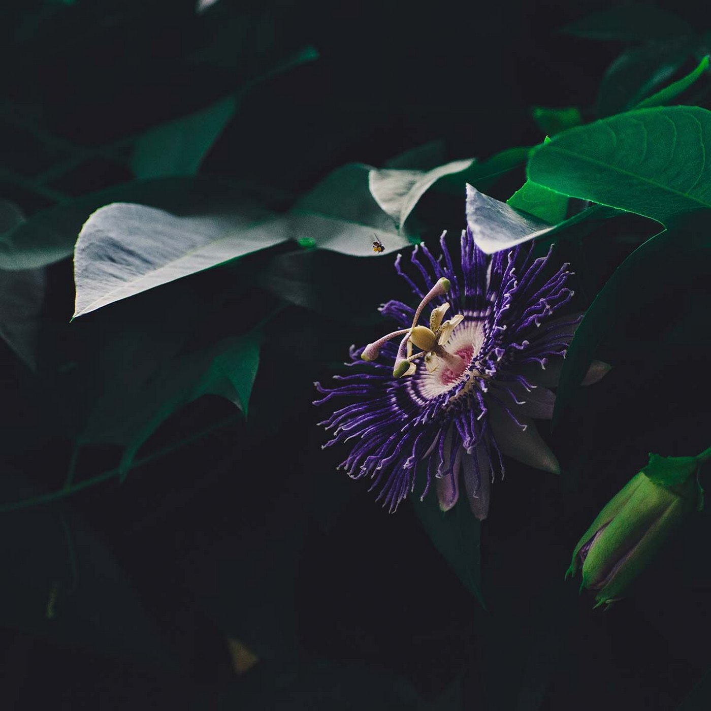 Lote de 2 pasifloras Purple Haze – Planta de exterior