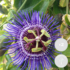 Lote de 2 pasifloras Purple Haze – Planta de exterior