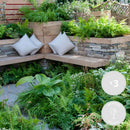 Lot de 3 Fougères – Plante d'Intérieur