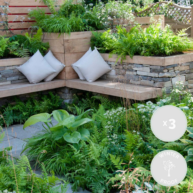 Lot de 3 Fougères – Plante d'Intérieur