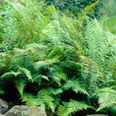 Lot de 3 Fougères – Plante d'Intérieur