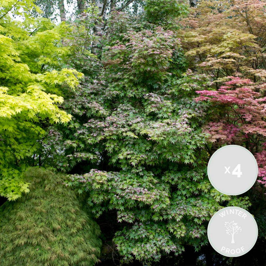 Set of 4 Japanese Maples – Outdoor Plant