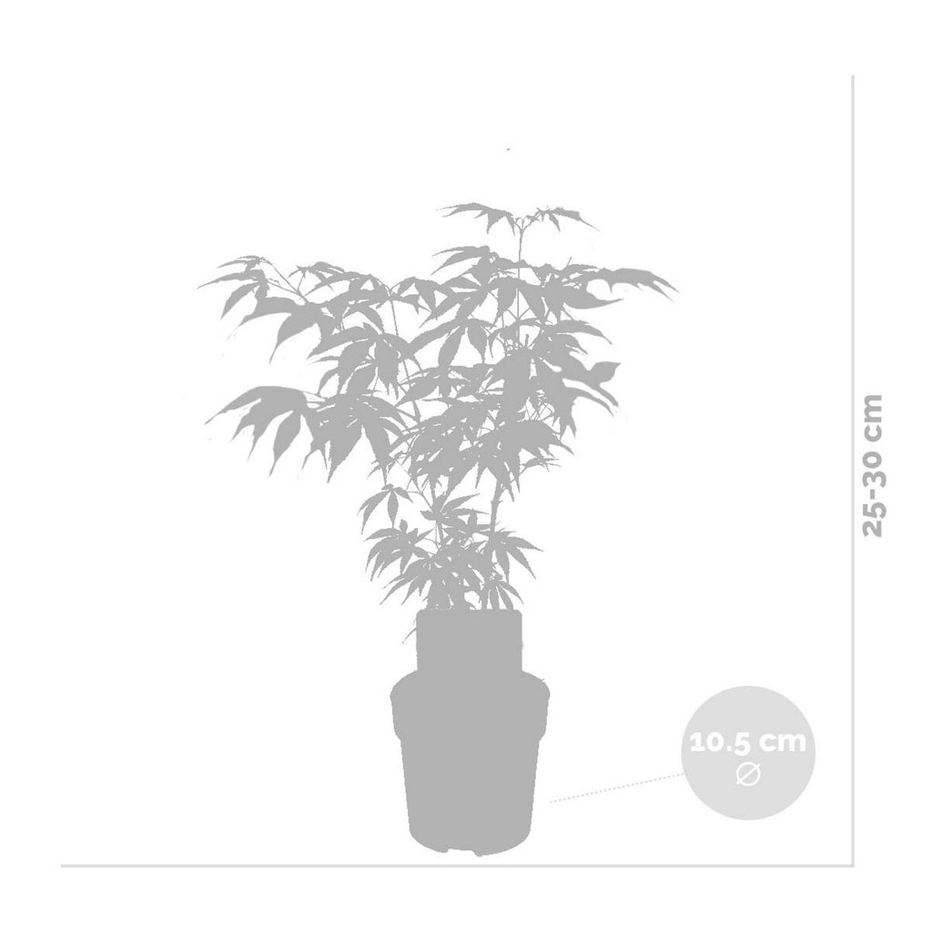 Set of 4 Japanese Maples – Outdoor Plant
