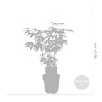 Set of 4 Japanese Maples – Outdoor Plant