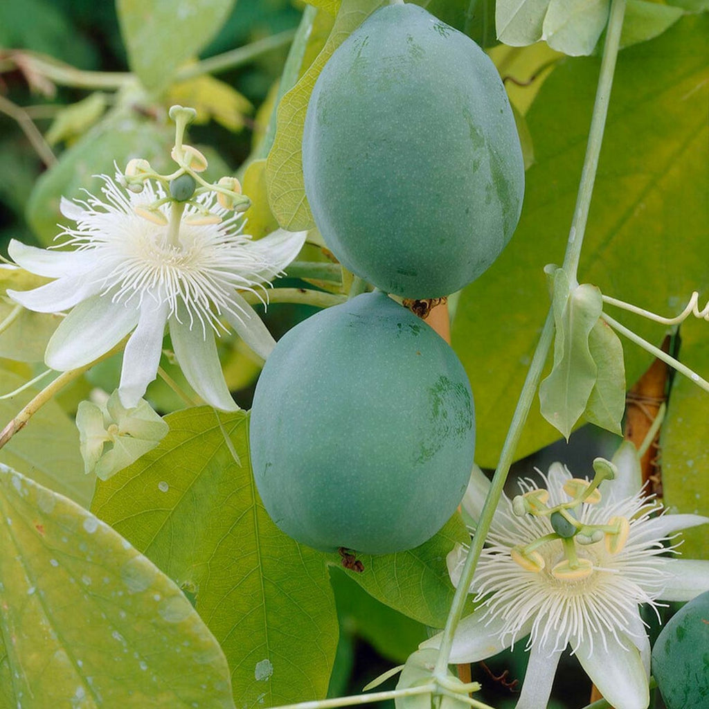 Lote de 2 pasifloras Constance Elli