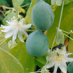 Lote de 2 pasifloras Constance Elli