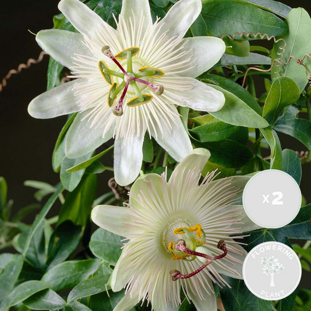 Lote de 2 pasifloras Constance Elli