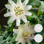 Lote de 2 pasifloras Constance Elli