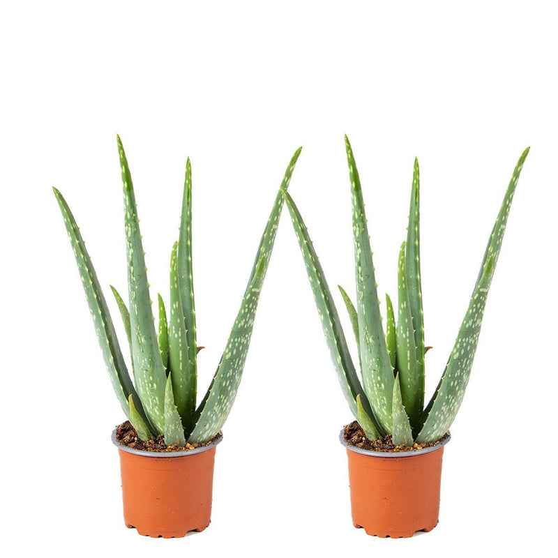 Juego de 2 Aloe Vera