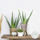 Juego de 2 Aloe Vera