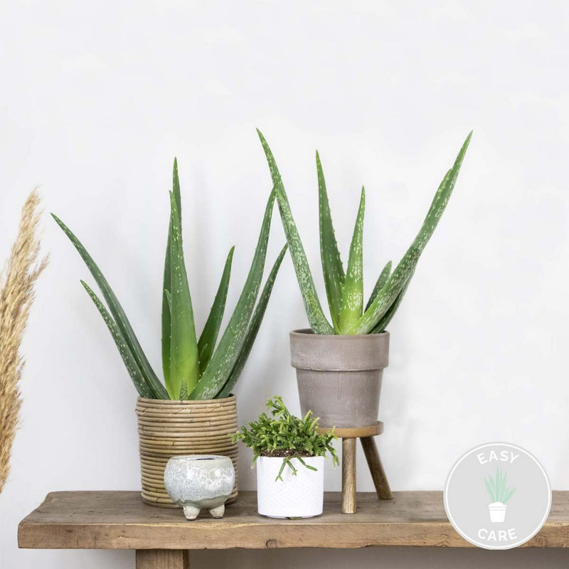 Juego de 2 Aloe Vera