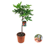 Higuera - Ficus Carica