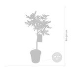 Higuera - Ficus Carica