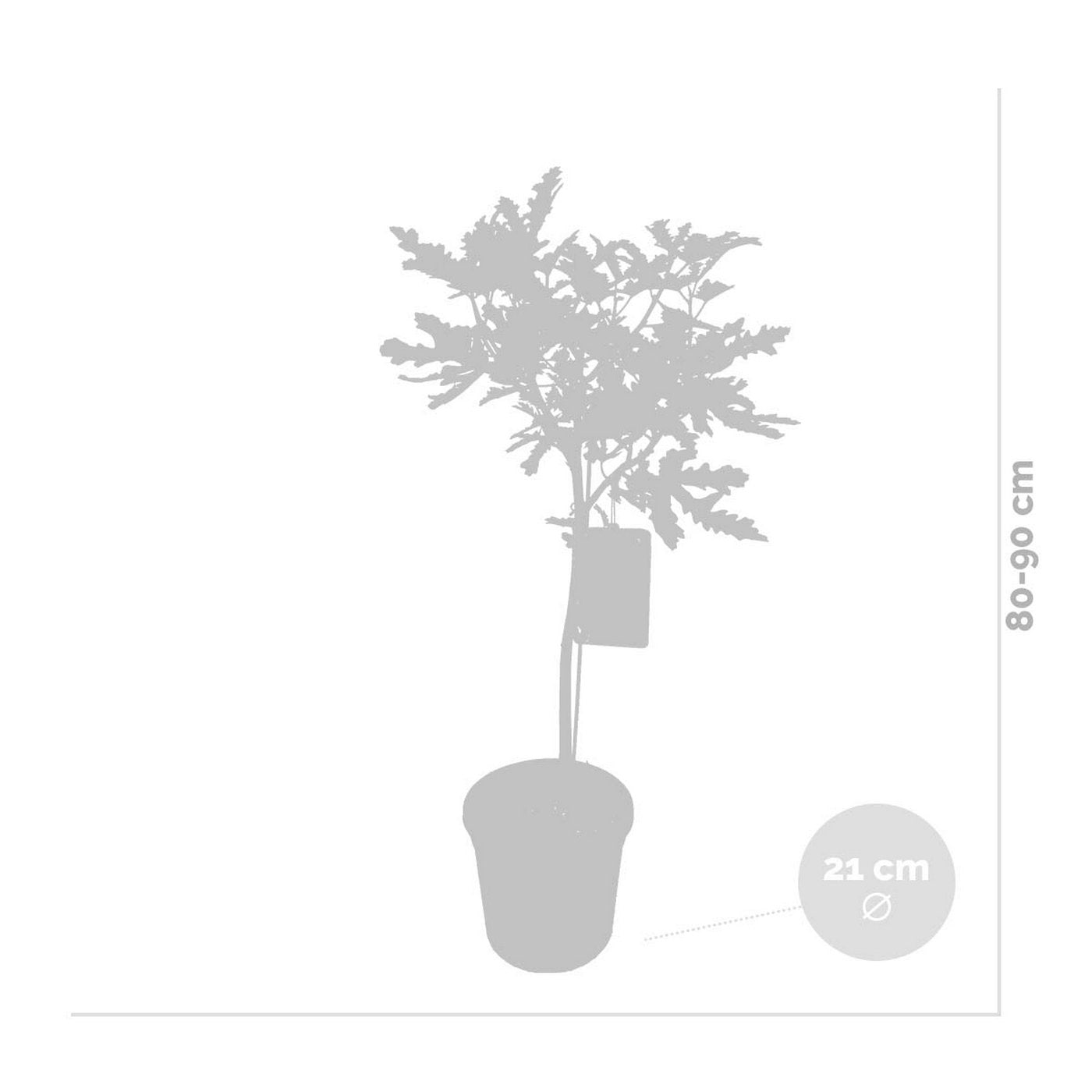 Higuera - Ficus Carica