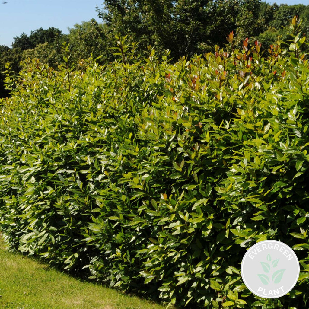 Laurel XL – Planta de exterior