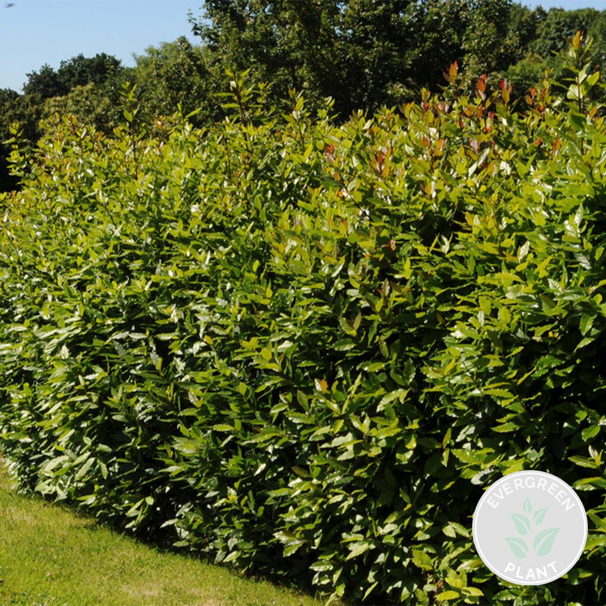 Laurel XL – Planta de exterior